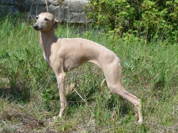 Italian greyhound Berenice Mielas Kupidonas