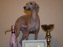 Italian Greyhound Berenise Mielas Kupidonas - 1 place in lure coursing TOP-2016 of Latvian Sighthound club