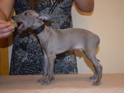 Italian greyhound puppy Andreas Canis Nobilitas, 7 weeks
