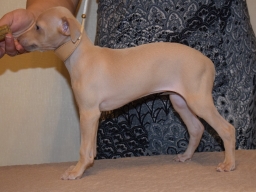 Italian greyhound puppy Annabella Canis Nobilitas, 7 weeks