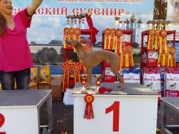 INTERNATIONAL DOG SHOW CACIB FCI “PSKOVSKIJ SUVENIR”