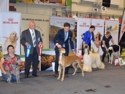 NATIONAL ALL BREEDS DOG SHOW “VALMIERA*S AUTUMN 2017”.(CAC)