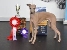 Speciality show (CAC) for sighthounds