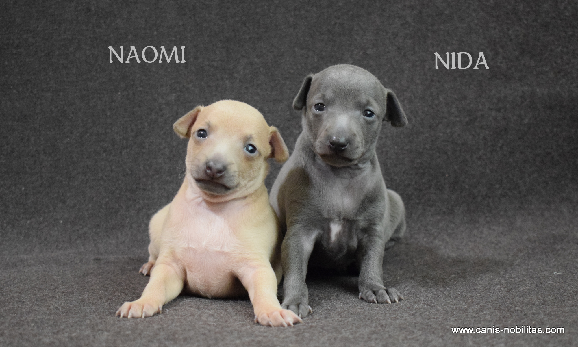 Canis  Nobilitas ” N ” litter  is here-born 31.01.2021 .    2 females (grey and Isabel ).