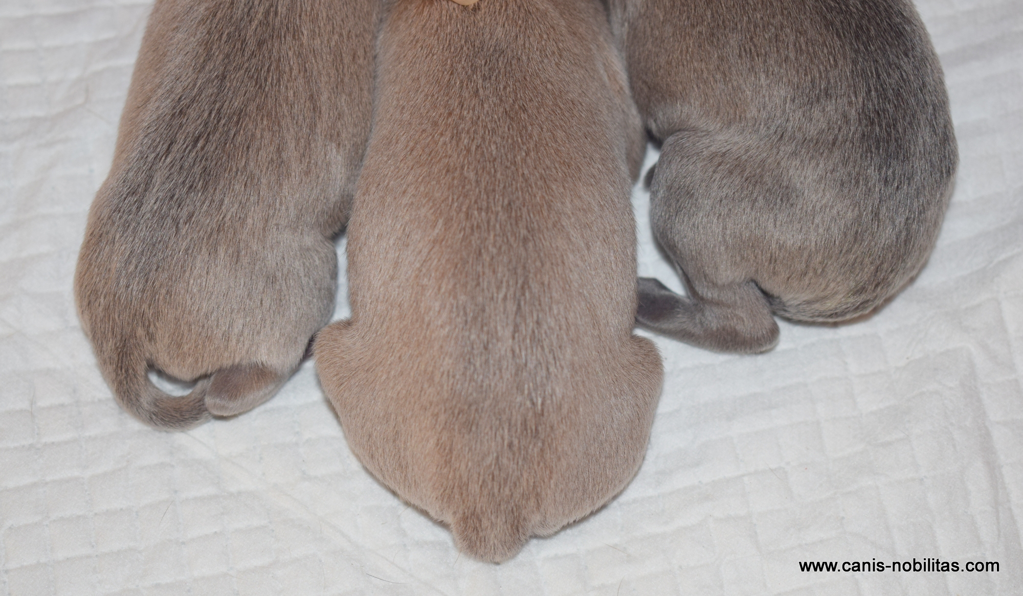 Canis Nobilitas ” O ” litter is here-born 02.06.2021 . 1 male and2 females ( Isabel ).