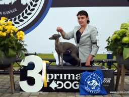 INTERNATIONAL DOG SHOWS  “ESTONIAN WINNER 2021”