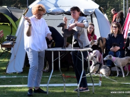 INTERNATIONAL DOG SHOWS  ” AMBER CUP’ 2021″ ( Lithuania).