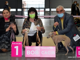 INTERNATIONAL DOG SHOW (CACIB) Qualification for Crufts, Poznań ( PL).