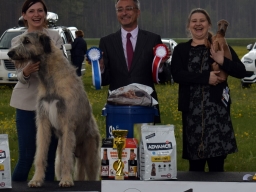 Speciality show (CAC) for sighthounds