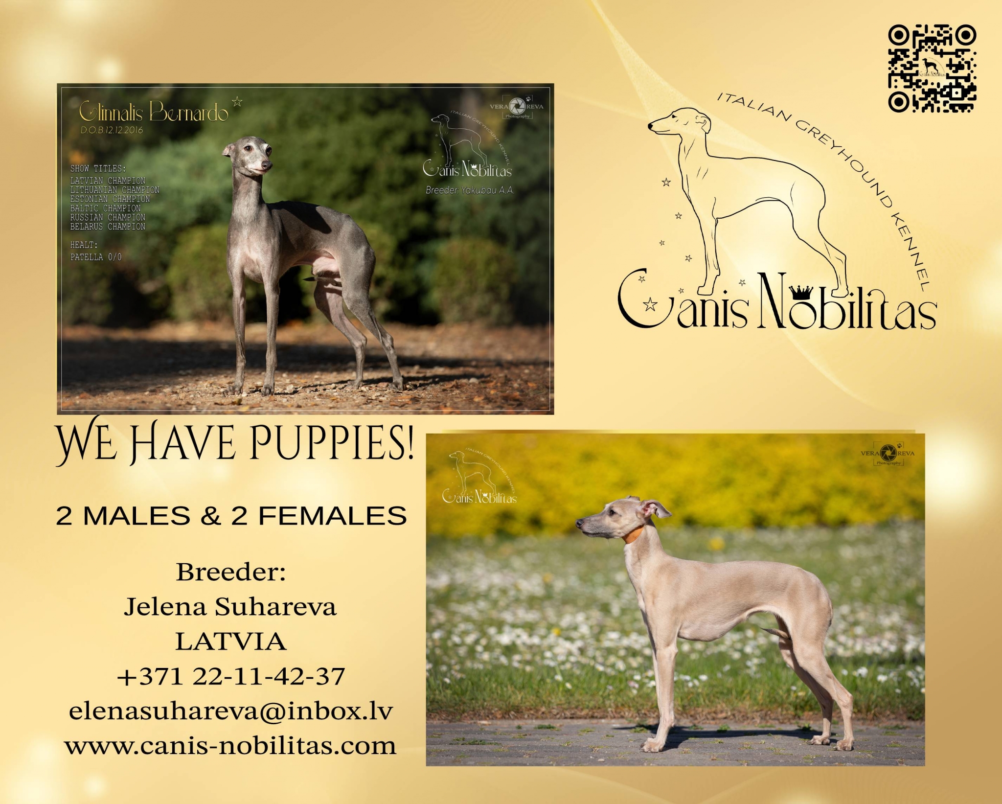 News from the kennel «CANIS NOBILITAS». Canis Nobilitas » W » litter is here-born 21.10.2023 . 2 males (isabella) and 2 females ( grey and isabella ). Sire : EE CH, LT CH, LV CH, BALT CH, BY CH, RU CH. GLINNALIS BERNARDO (Jimmy Choo Du Domaine De Chanteloup x Jacinthe Du Domaine De Chanteloup. (PATELLA — NORMAL 0/0. EYE CLINICALLY EXAMINATION — CLEAR). Dam : CANIS NOBILITAS KSANA (Astra Bravissimo Peridot x Canis Nobilitas Candy).