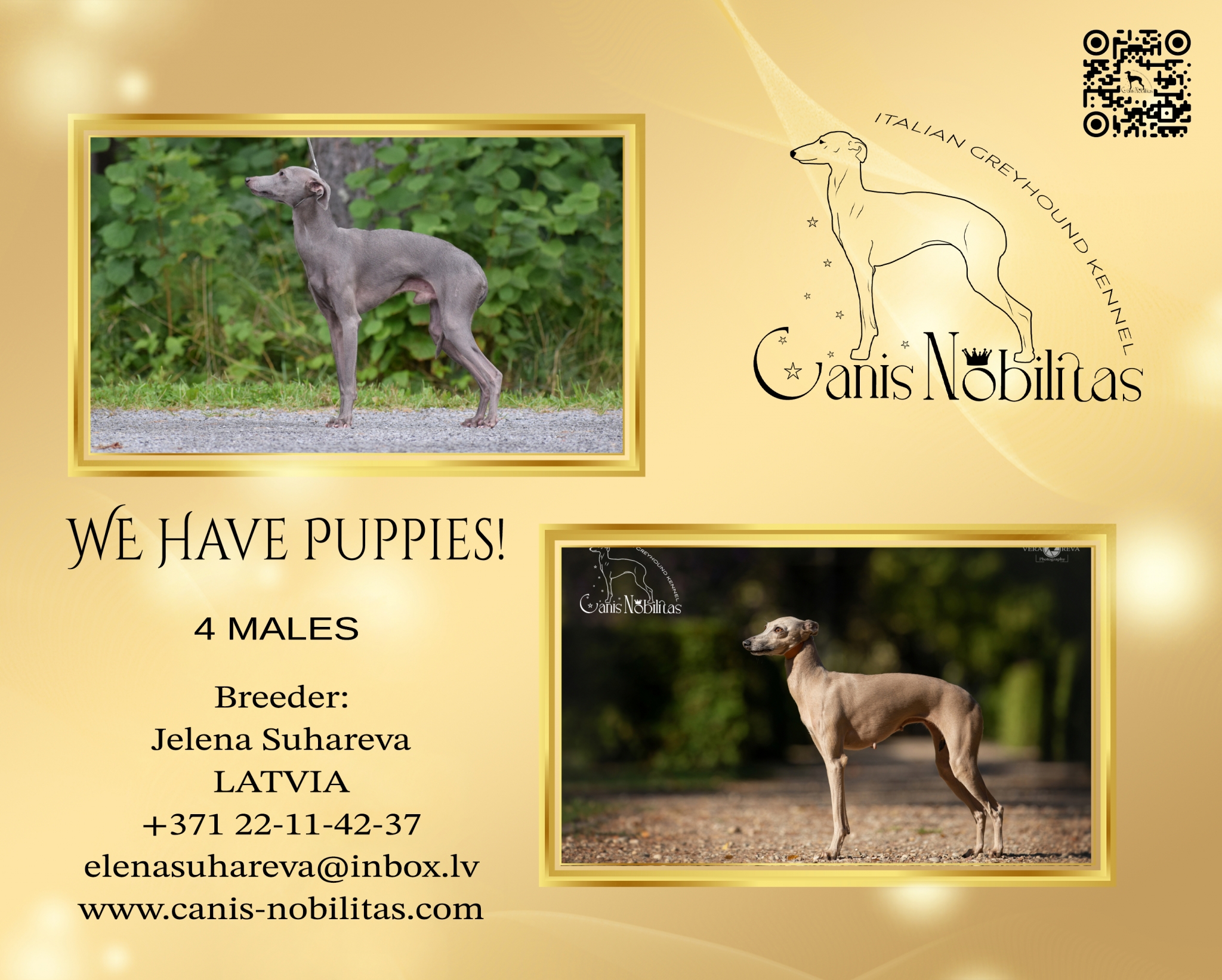 Canis Nobilitas ” Y ” litter is here-born 04.08.2024 . 4 males ( 3 isabella and 1 grey). Sire : FINW18, C.I.B, LTU JCH, EST JCH, LVA JCH, BALT JCH, EST CH, LVA CH, LTU CH, BALT CH, TLN WCup22, MNE GRCH, MNE CH, KOS CH, KOS GRCH, TLN WCup23, RUS JCH. (PATELLA – NORMAL 0/0. EYE CLINICALLY EXAMINATION – CLEAR). ELEGANZA D’ORO BENEDICT (Callisto Dai Giardini Dello Zar x Pacco Russo Beatrice).  Dam : C.I.B., LT JCH, LV JCH, EE JCH, BALT JCH, LV CH, EE CH, LT CH, BALT CH, RU CH, BY CH, PL CH, LV W 2019, PL W 2021. (PATELLA – NORMAL 0/0. EYE CLINICALLY EXAMINATION – CLEAR). CANIS NOBILITAS CANDY (Dervisch Give Me The Night x Patricia Mielas Kupidonas).