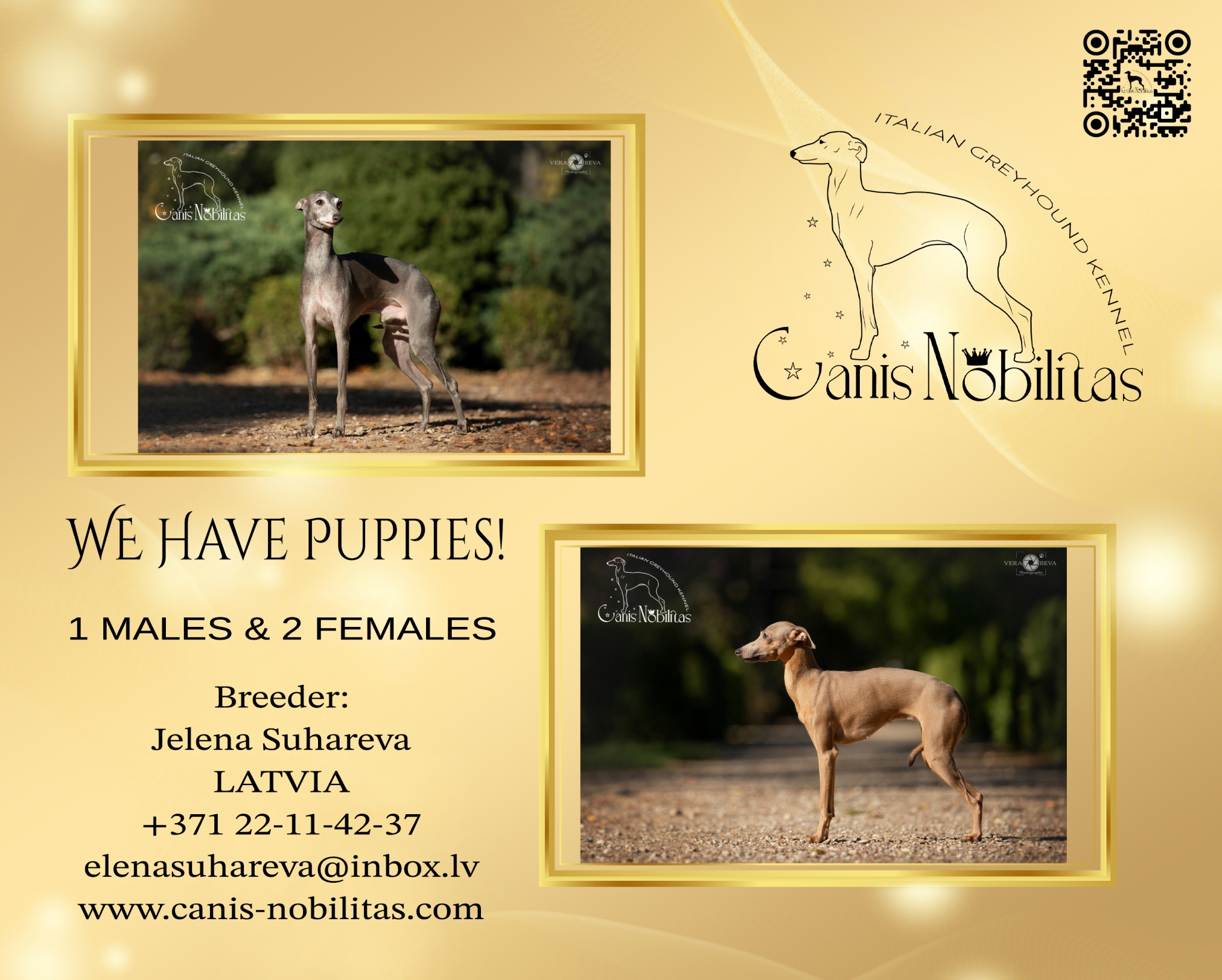 Canis Nobilitas ” X ” litter is here-born 31.07.2024 . 1 males ( isabella ) and 2 females ( grey ). Sire : MULT CH, EE CH, LT CH, LV CH, BALT CH, BY CH, RU CH. (PATELLA – NORMAL 0/0. EYE CLINICALLY EXAMINATION – CLEAR). GLINNALIS BERNARDO (Jimmy Choo Du Domaine De Chanteloup x Jacinthe Du Domaine De Chanteloup. Dam : C.I.B., EE JCH, LT JCH, LV JCH, BALT JCH, LT CH, LV CH, BY CH, EE CH, BALT CH, PL CH, BY GR CH. (PATELLA – NORMAL 0/0. EYE CLINICALLY EXAMINATION – CLEAR). CANIS NOBILITAS POLLI (Eleganza d’oro Benedict x Patricia Mielas Kupidonas).