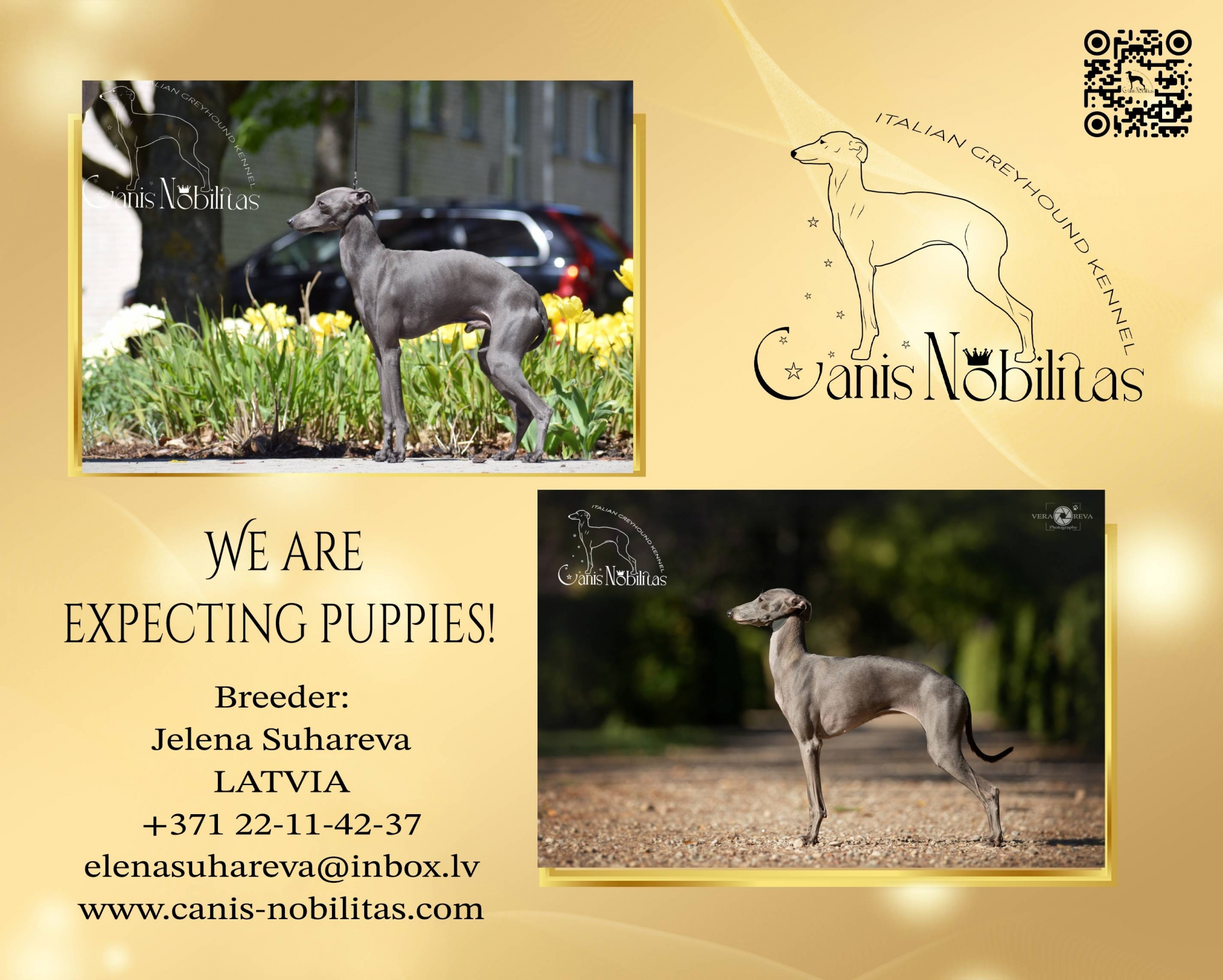 We are expecting puppies!                                           Sire :  JWW 2024, EU JW 2024, C.I.B.-J, LT JW 2024, EE JW 2024, LV JW 2024, EE W 2024, BALT JW 2024, BY JW 2024, SI JW 2024, LT SIGHT CL JUN W 2024, EU Club JW 2024, LT JCH, LV JCH, EE JCH, BALT JCH, BY JCH, BY GR JCH , JW CIS, SI JCH, JCH BREED BY, LV CH, LT CH, BY. GLINNALIS TIRRFORCANIS NOBILITAS. Dam :  C.I.B., World W 2021, EU W 2021, BALT W 2021, BALT W 2022, LV W 2021, LV W 2022, EE W 2021, LV «Beauty & Performans’2022», EE LC DW 2022, LC LV W 2022, , KURZEME Junior W 2020, KURZEME W 2021, LV JCH, EST JCH, LT JCH, BALTIC JCH, LT CH, EST CH, LV CH, BALTIC CH, CZ CH, PL CH, FI CH, HU CH, BY CH, LC LV CH, LC LT CH, LC EST CH. CANIS NOBILITAS INOLA.