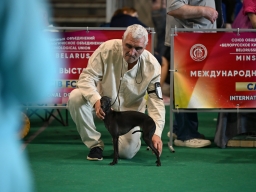 International Dog Show «GOLDEN FAIR».