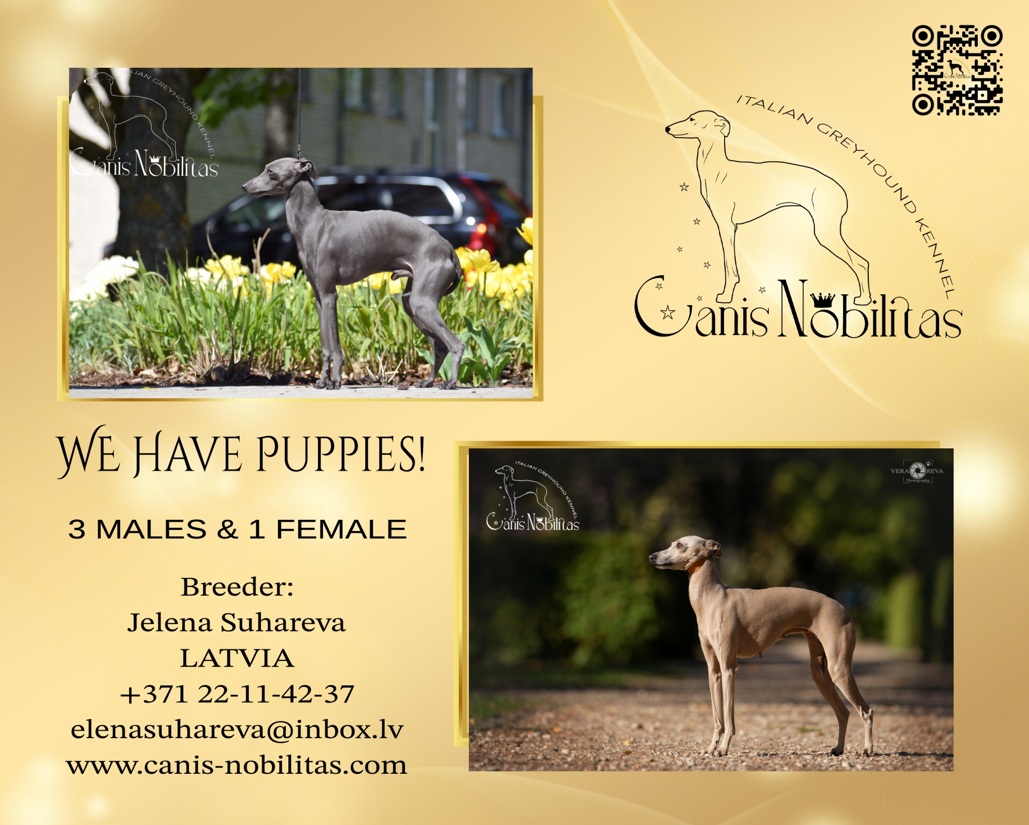 We have puppies! Litter «B-2». D.O.B. 19.09.2025