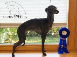 International dog show, » PALANGA CUP 2026″