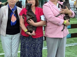 International Dog Show.