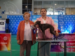 International Dog Show «WINNER OF BELARUS 2026».